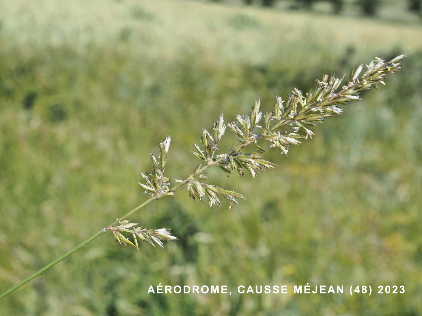 Hair Grass, (Pyramidal) flower